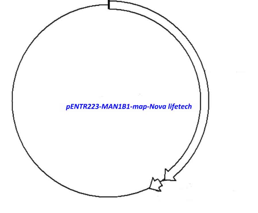 pENTR223-MAN1B1 vector - Click Image to Close