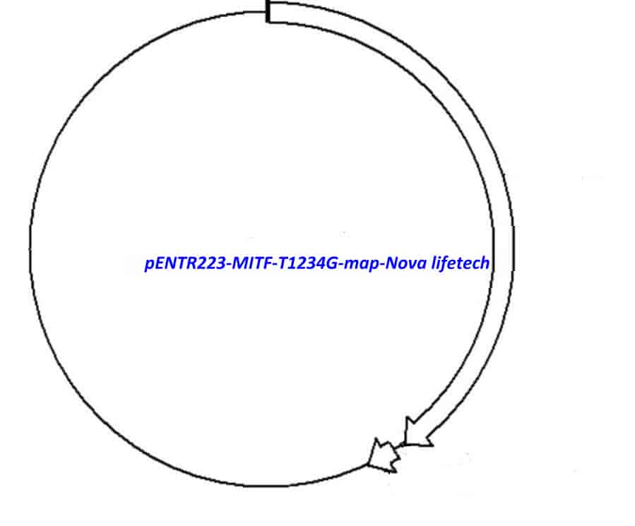 pENTR223-MITF-T1234G vector
