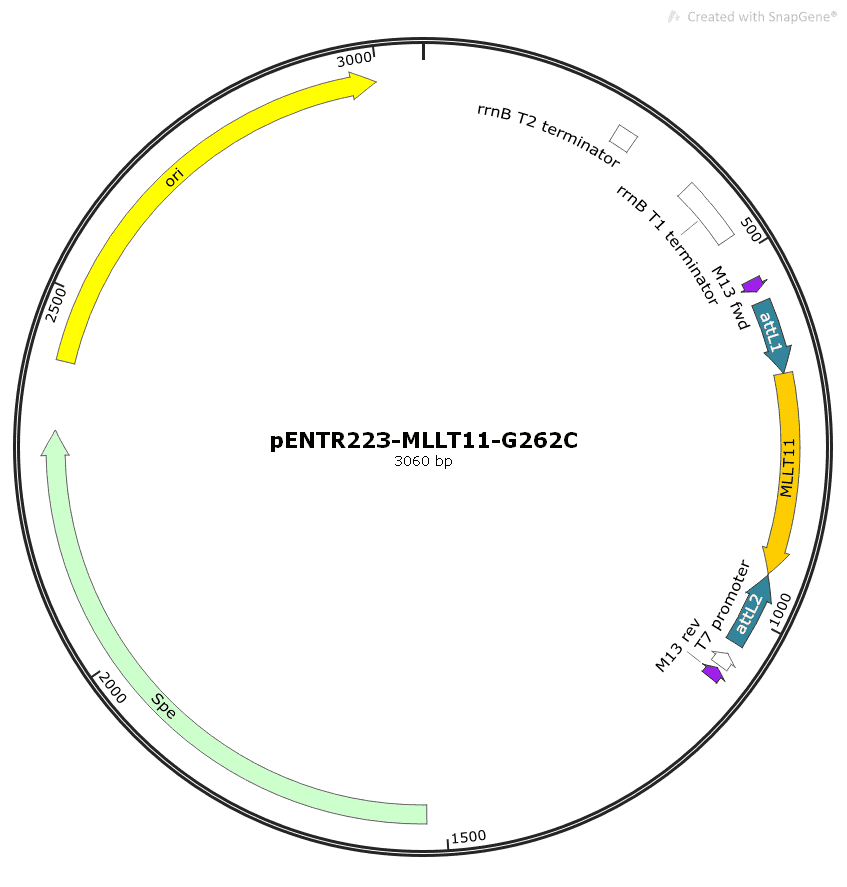 pENTR223- MLLT11- G262C