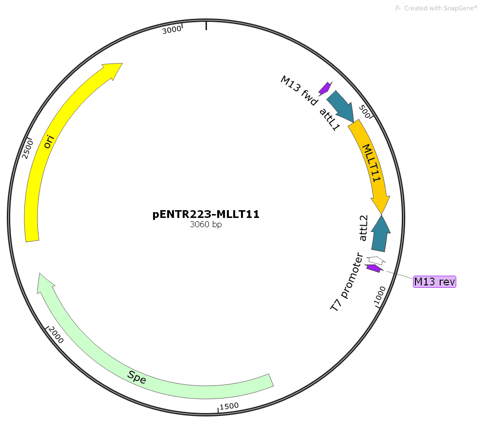 pENTR223- MLLT11 - Click Image to Close