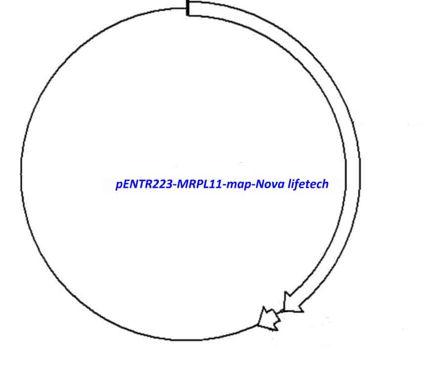 pENTR223-MRPL11 vector - Click Image to Close