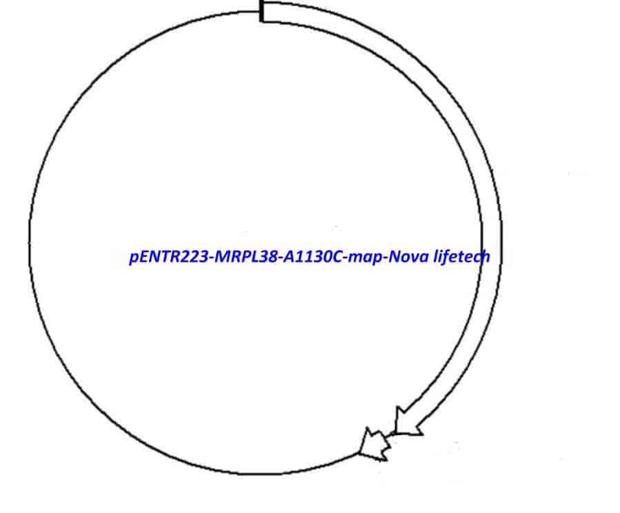 pENTR223-MRPL38-A1130C vector