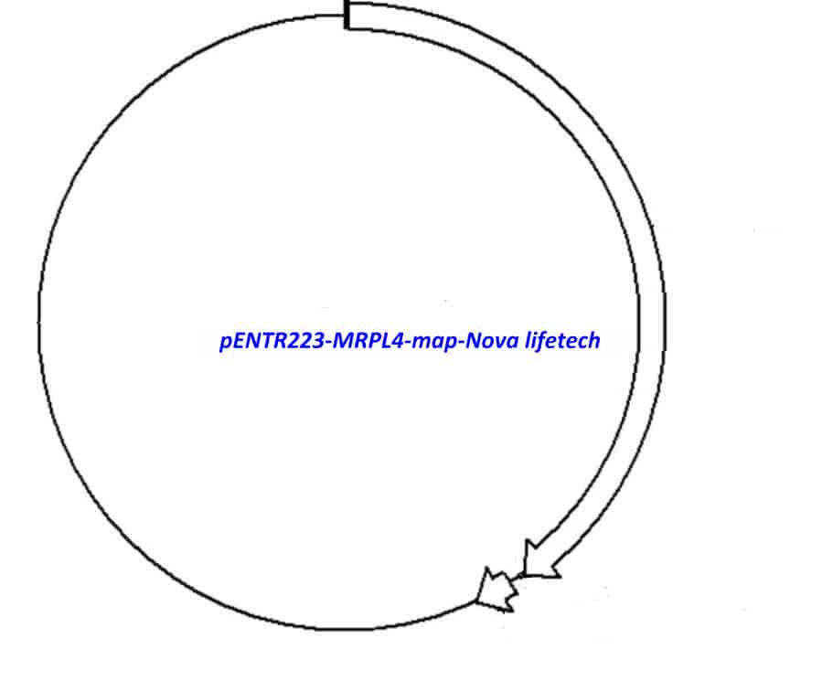 pENTR223-MRPL4 vector - Click Image to Close