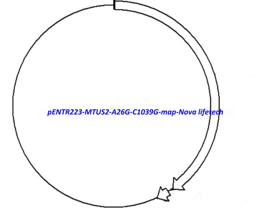 pENTR223-MTUS2-A26G-C1039G vector