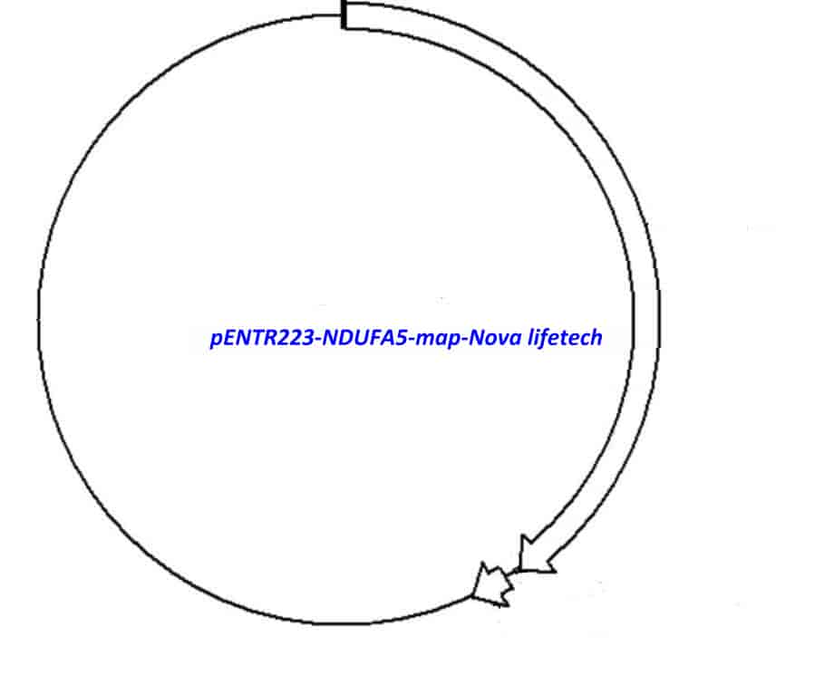 pENTR223-NDUFA5 vector - Click Image to Close