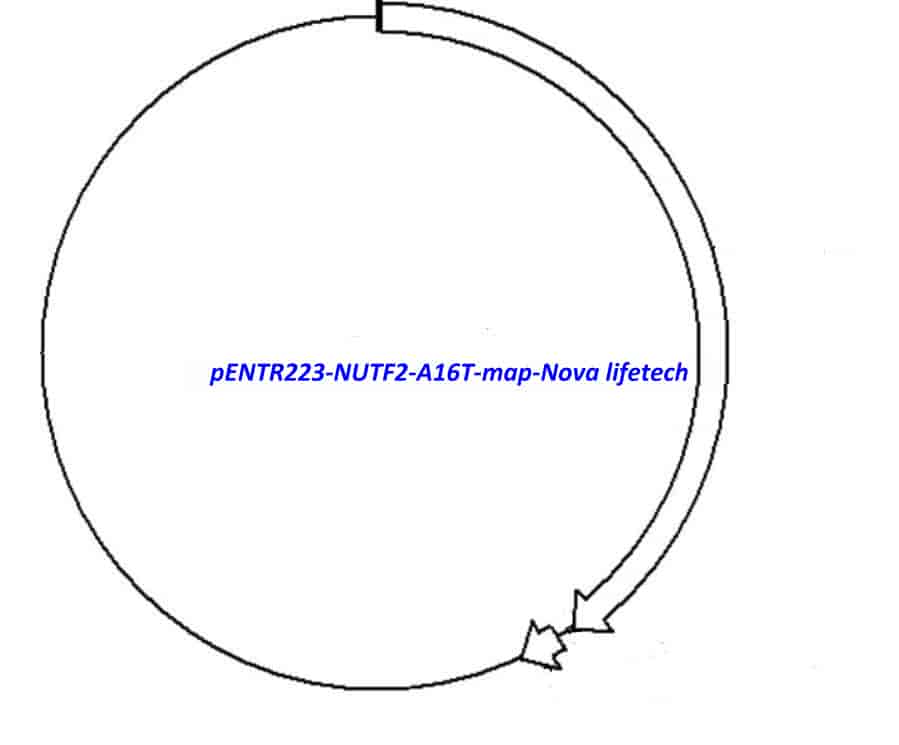 pENTR223-NUTF2-A16T vector