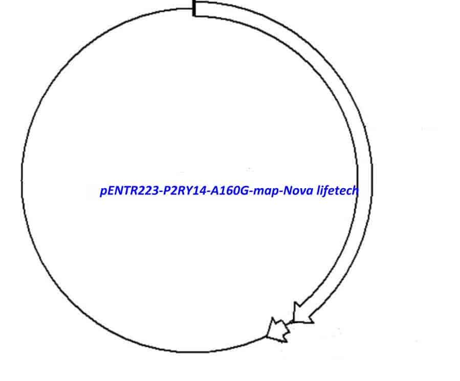 pENTR223-P2RY14-A160G vector - Click Image to Close