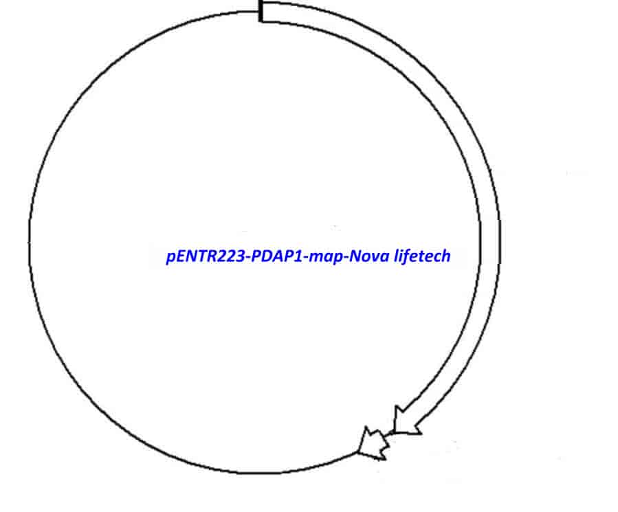 pENTR223-PDAP1 vector - Click Image to Close