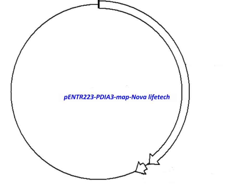 pENTR223-PDIA3 - Click Image to Close