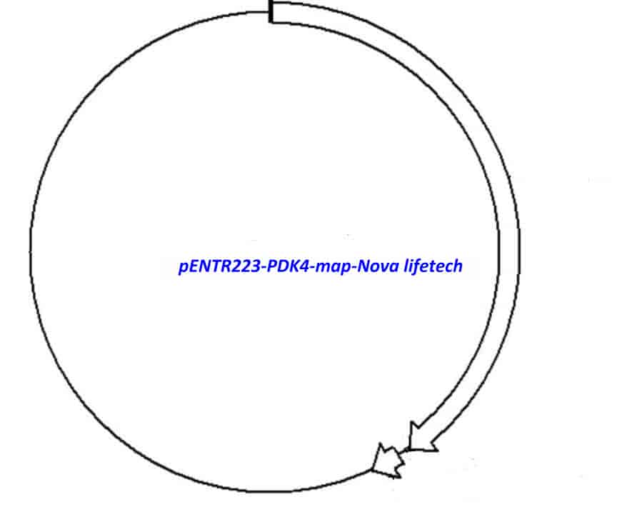 pENTR223-PDK4 - Click Image to Close