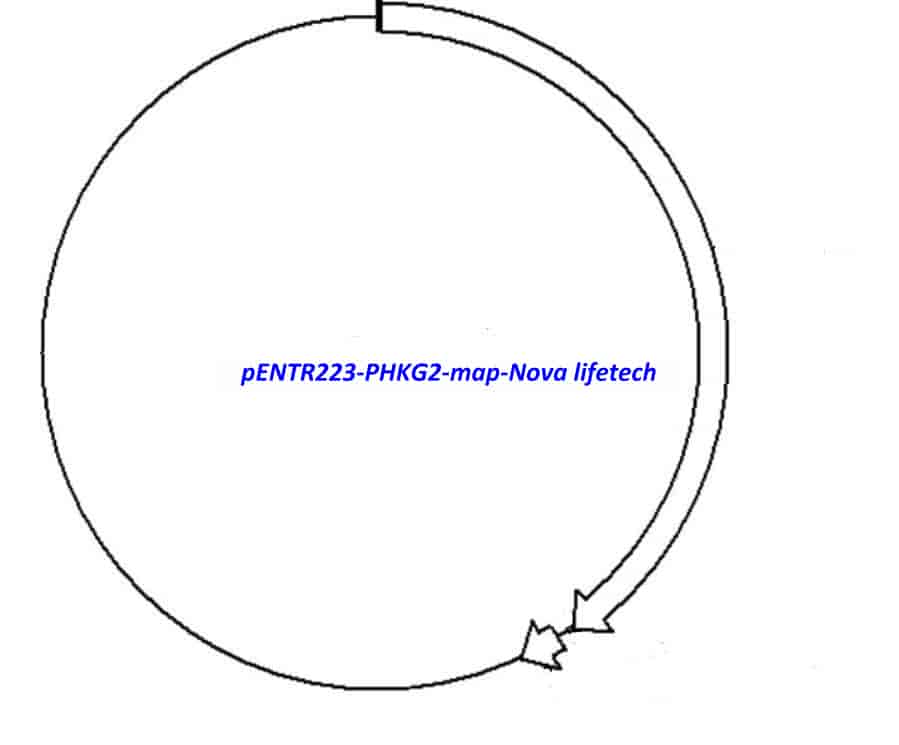 pENTR223-PHKG2 vector