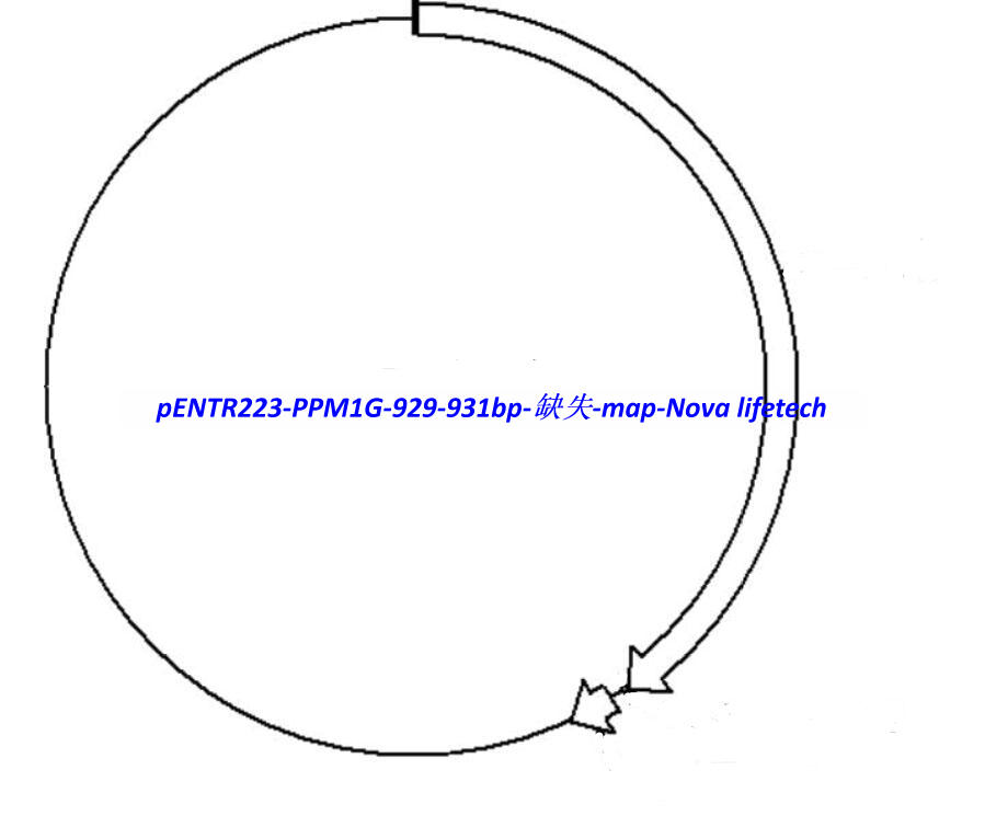 pENTR223-PPM1G-929-931bp(ȱʧ) vector - Click Image to Close