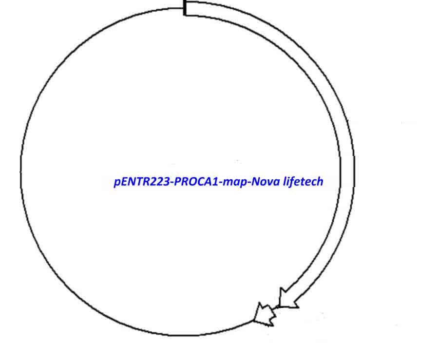 pENTR223-PROCA1 vector - Click Image to Close