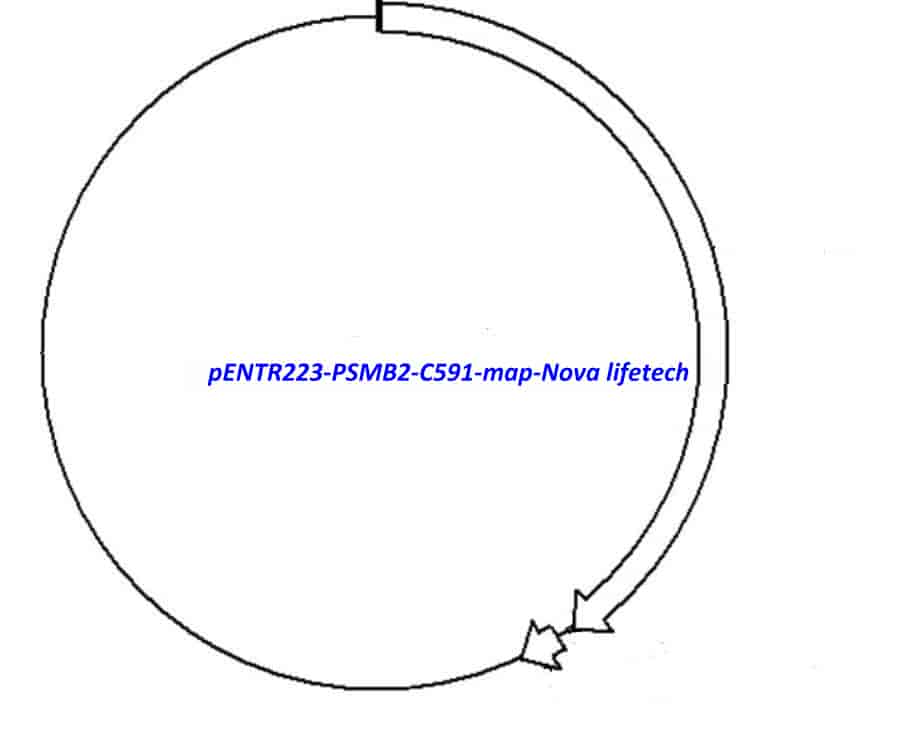 pENTR223-PSMB2-C591 vector - Click Image to Close