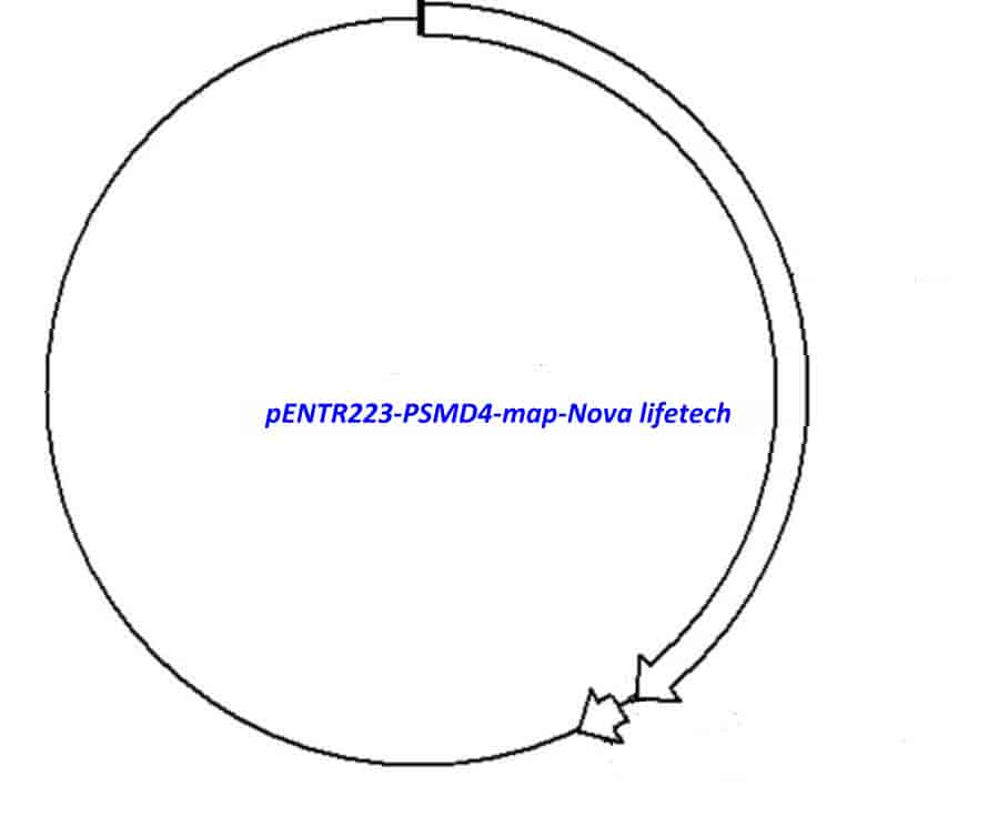 pENTR223-PSMD4 vector