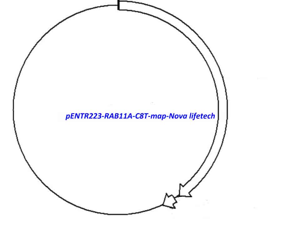 pENTR223- RAB11A- C8T