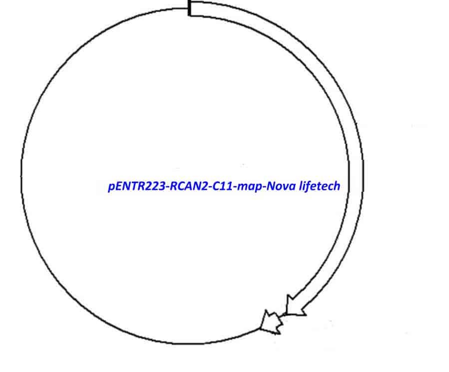 pENTR223- RCAN2- C11 - Click Image to Close
