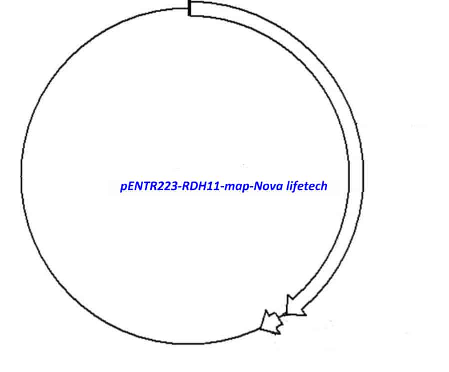 pENTR223-RDH11 vector - Click Image to Close
