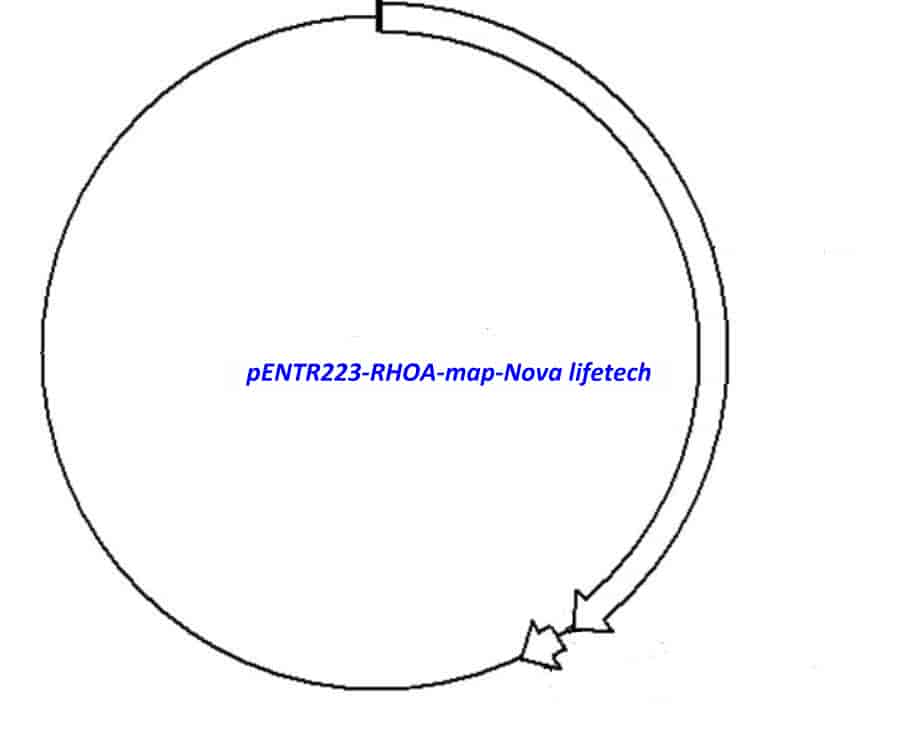pENTR223-RHOA vector - Click Image to Close