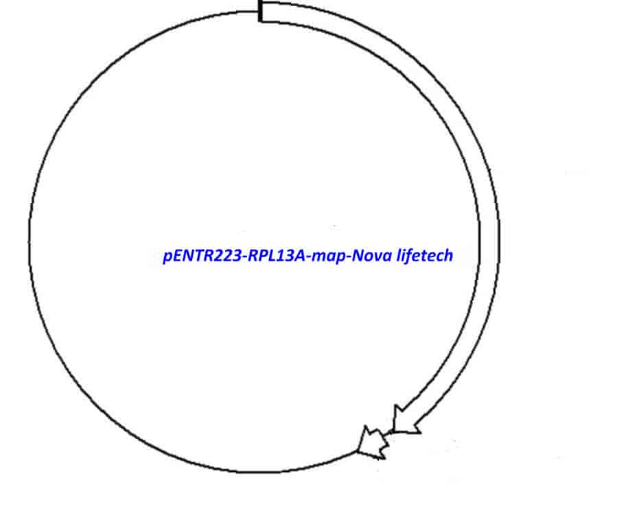 pENTR223-RPL13A vector - Click Image to Close