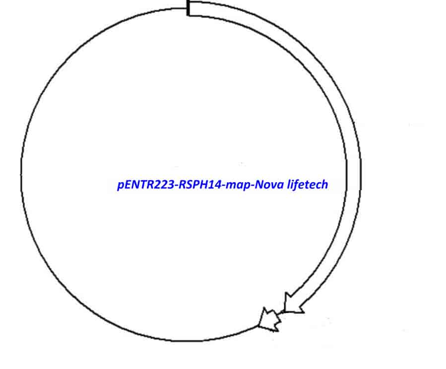 pENTR223-RSPH14 vector