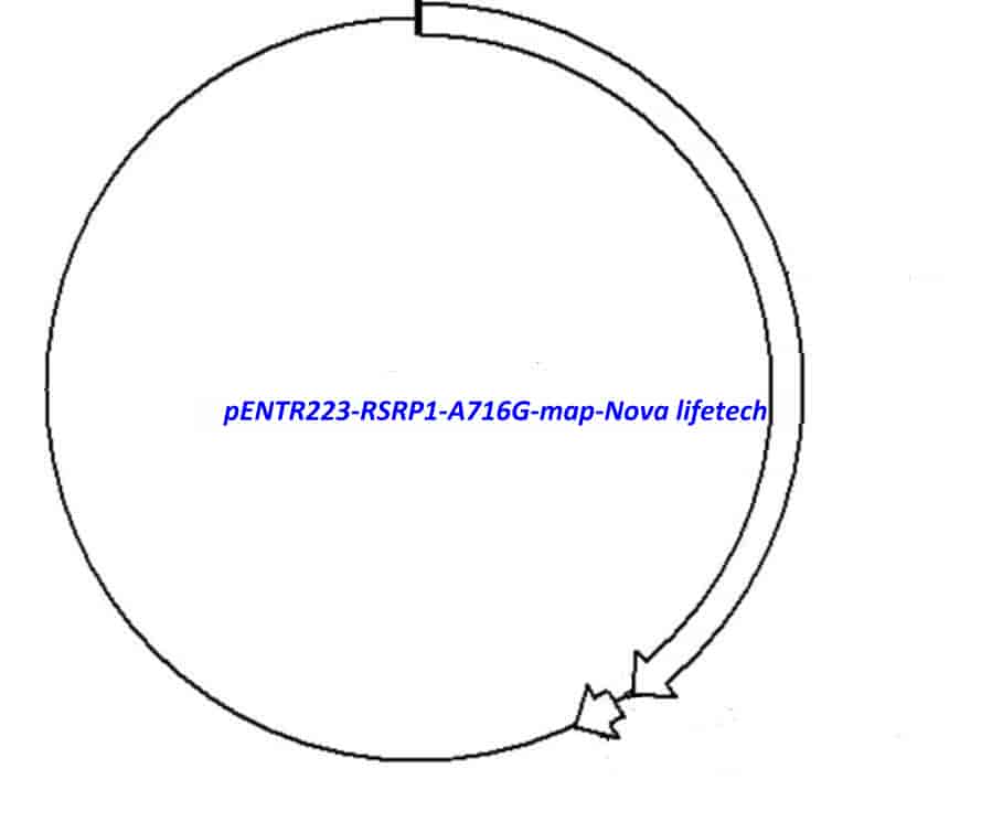 pENTR223-RSRP1-A716G vector