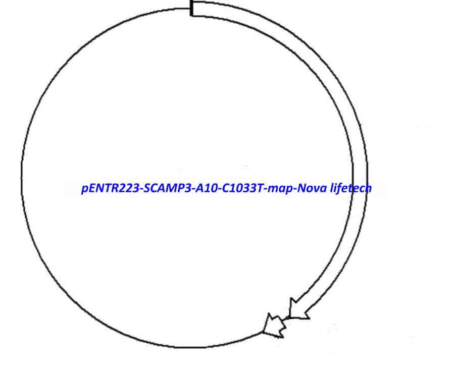 pENTR223-SCAMP3-A10-C1033T vector - Click Image to Close