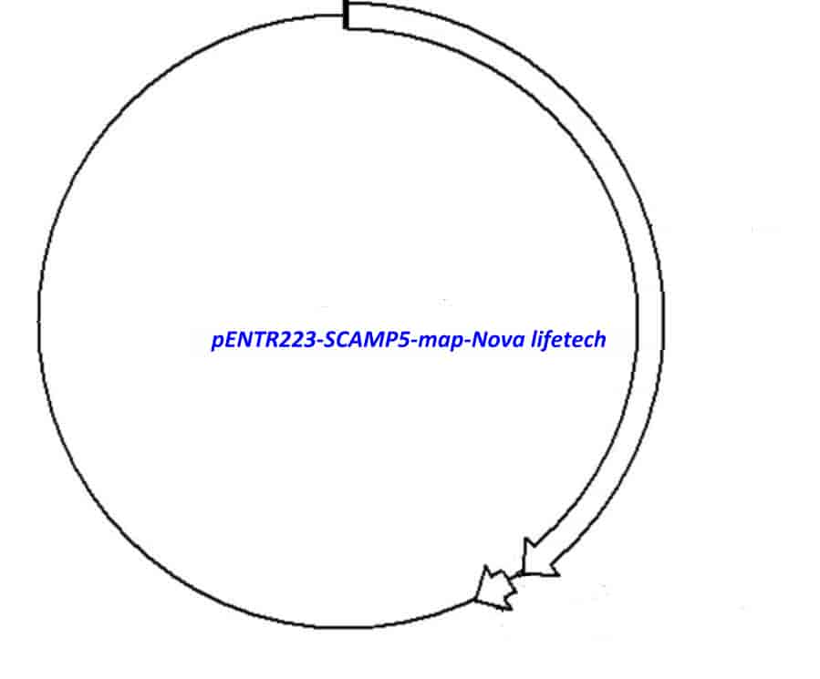 pENTR223- SCAMP5 - Click Image to Close