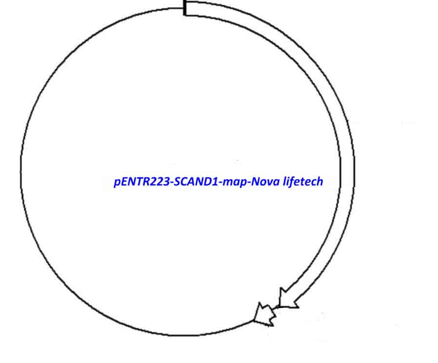 pENTR223-SCAND1 vector