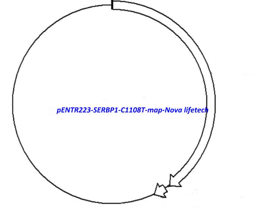pENTR223-SERBP1-C1108T vector