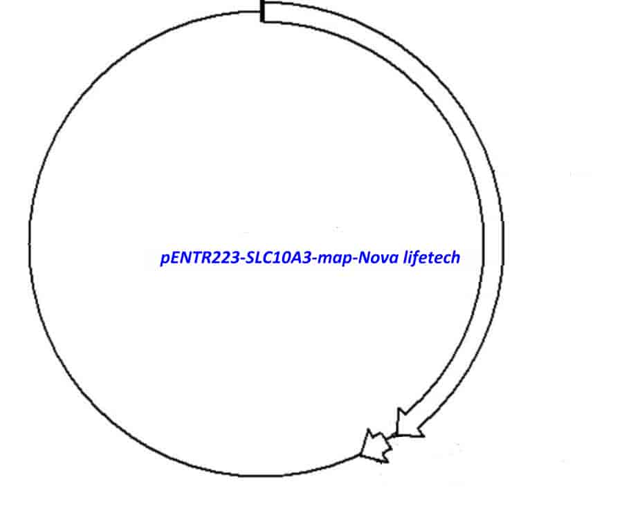 pENTR223-SLC10A3 - Click Image to Close