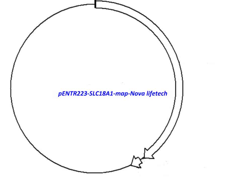 pENTR223-SLC18A1 vector