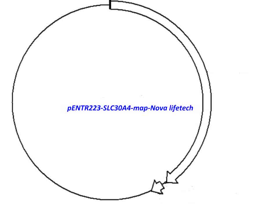 pENTR223-SLC30A4 vector - Click Image to Close