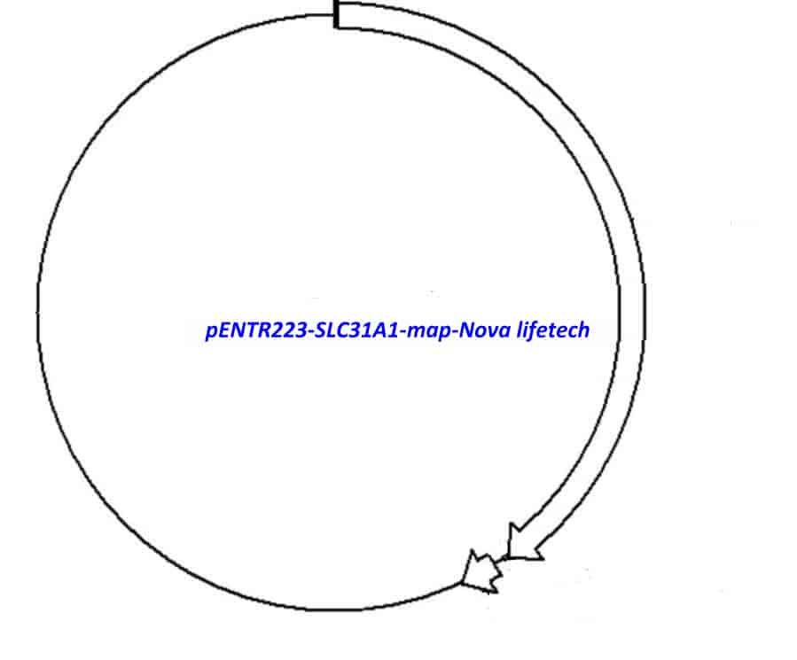pENTR223-SLC31A1 vector