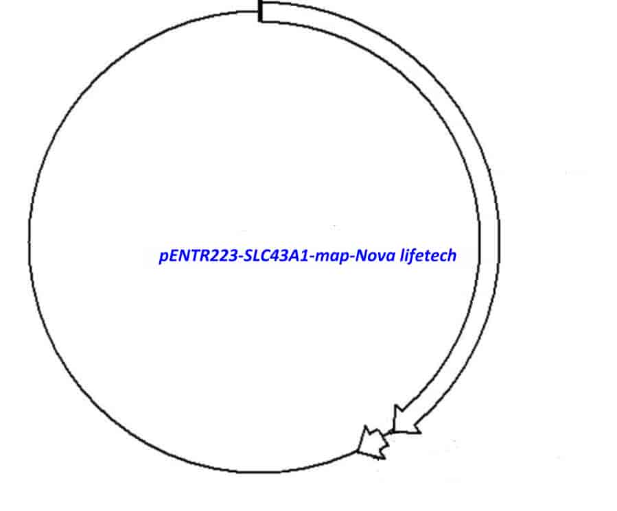 pENTR223-SLC43A1 vector