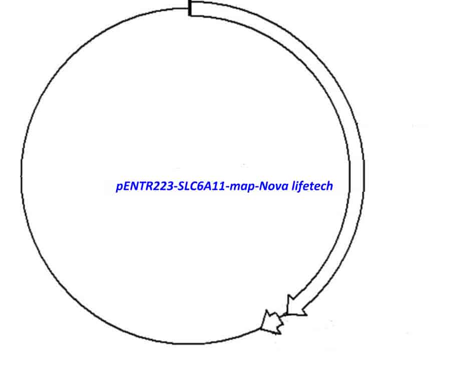 pENTR223- SLC6A11 - Click Image to Close