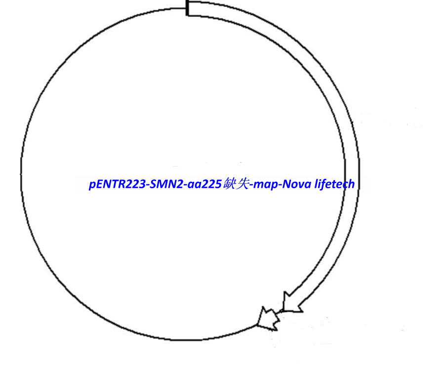 pENTR223-SMN2-aa225ȱʧ vector - Click Image to Close