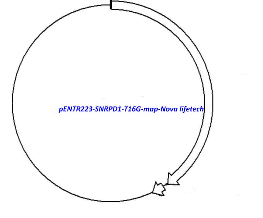 pENTR223-SNRPD1-T16G vector - Click Image to Close