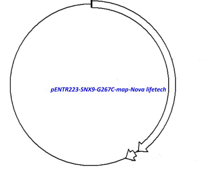 pENTR223-SNX9-G267C vector - Click Image to Close
