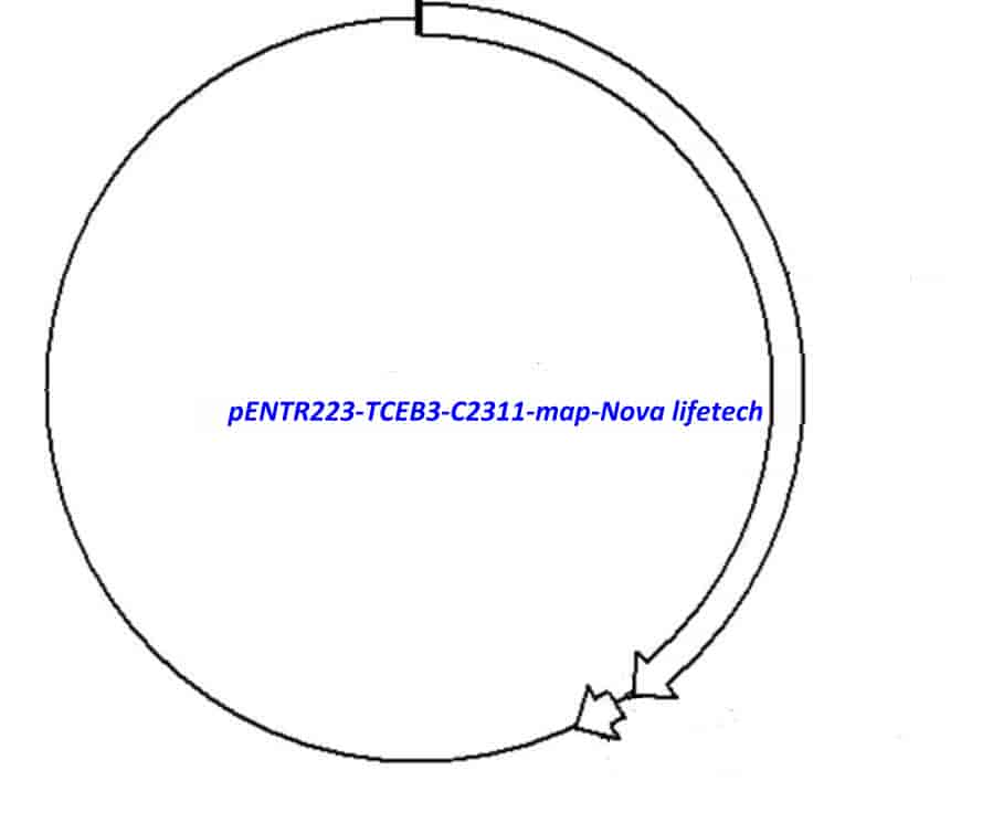 pENTR223-TCEB3-C2311 vector
