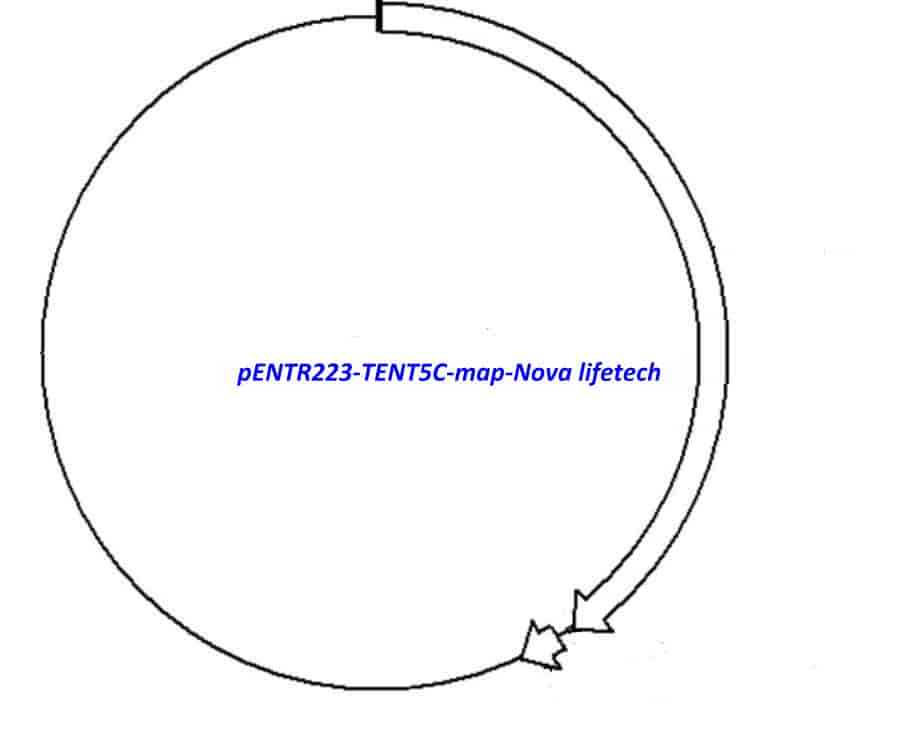 pENTR223-TENT5C vector