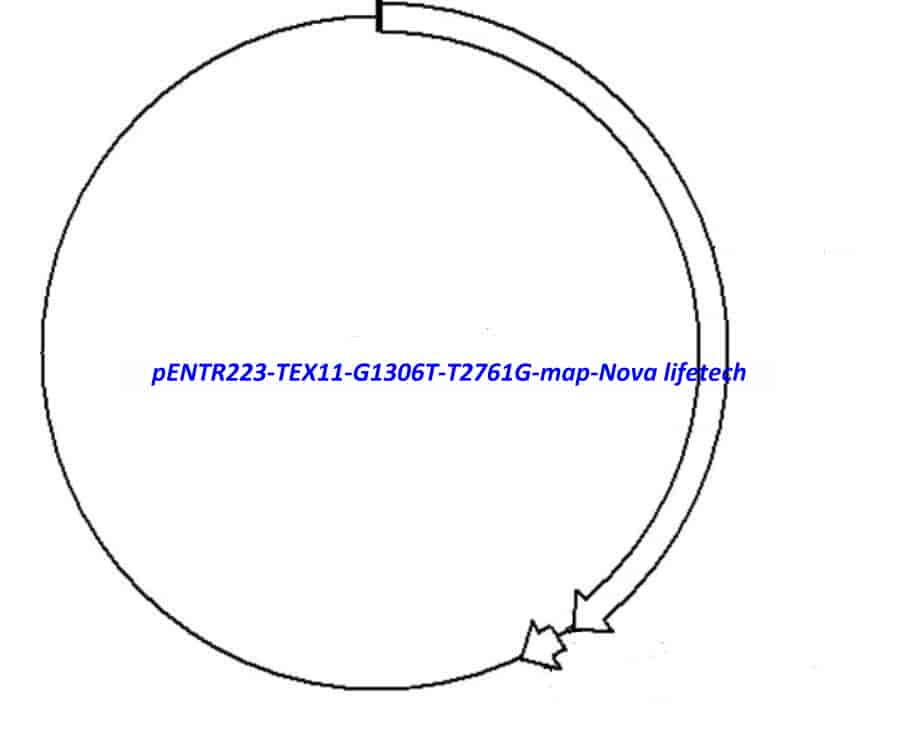 pENTR223-TEX11-G1306T-T2761G vector