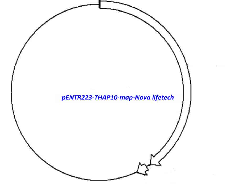 pENTR223- THAP10 - Click Image to Close