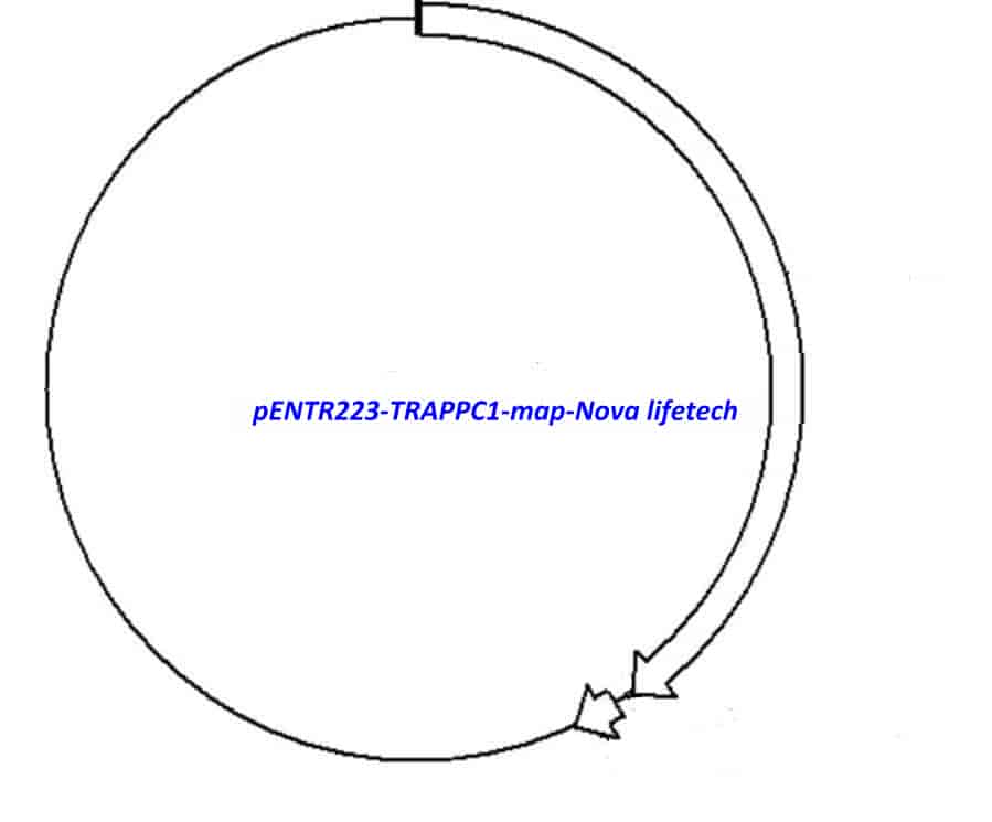 pENTR223-TRAPPC1 vector - Click Image to Close