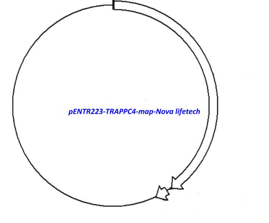 pENTR223- TRAPPC4 - Click Image to Close