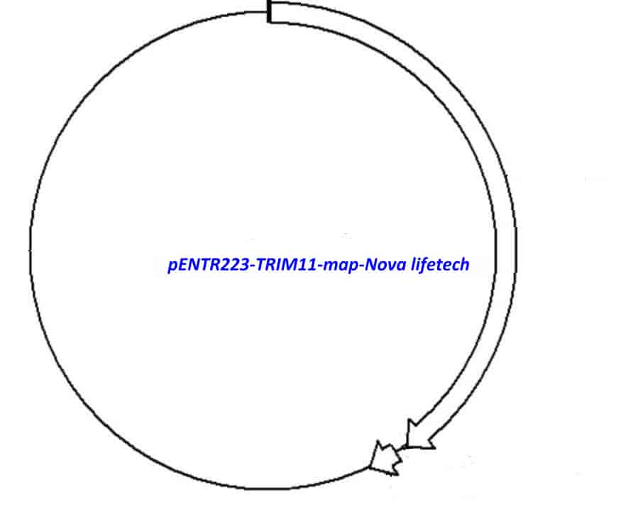 pENTR223- TRIM11 - Click Image to Close
