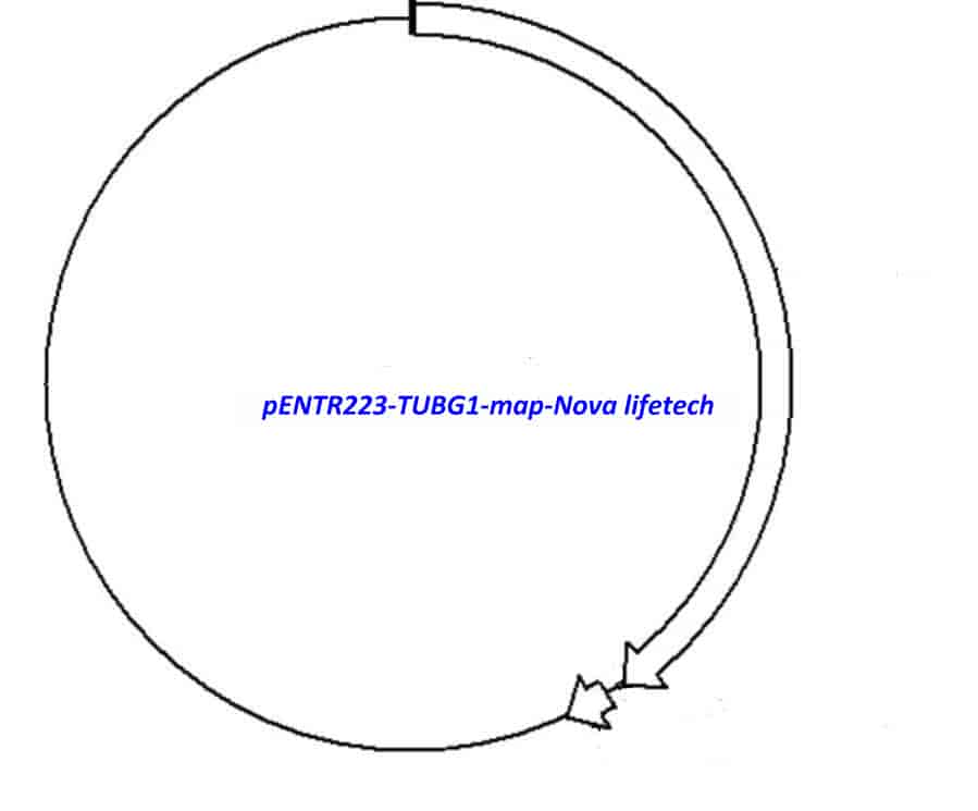 pENTR223-TUBG1 - Click Image to Close