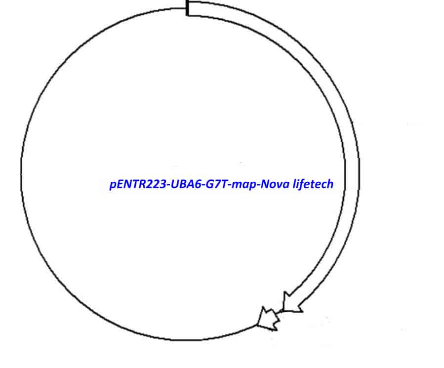 pENTR223-UBA6-G7T vector - Click Image to Close