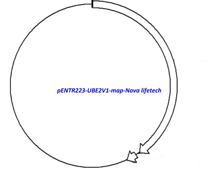 pENTR223-UBE2V1 vector - Click Image to Close