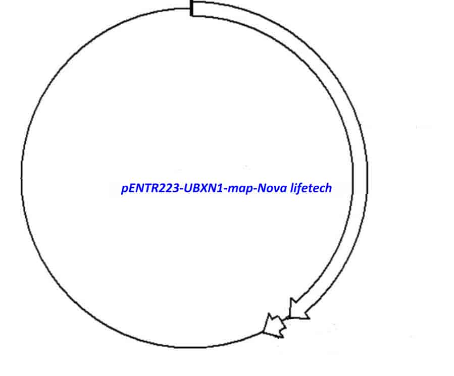 pENTR223-UBXN1 vector - Click Image to Close